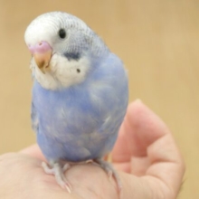 最新画像になります☆　卒！わたパンっ　ベタ馴れへ準備かいしーー　セキセイインコ　バイオレットオパーリン