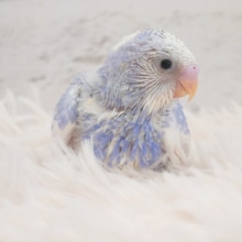 美美々～っとビッっときた人～♪まってるってーーー　セキセイインコ　スパングルパイド☆