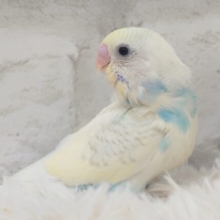 キリっとおしとやかさん～～　セキセイインコ　パステルレインボースパングルパイド☆