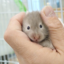 とっとこーっと♪　器用に駆けまわる～☆　セーブルハムスター～～