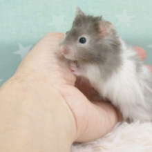 ハムけつから魅力が☆　ゆったりぺーすのセーブルハムスター～～