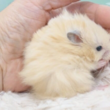 ちっちゃい手で握しゅ♫　これはマズイです。。ロングカラーハムスター　アプリコット☆