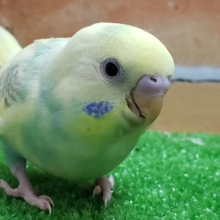 いい感じに～パステルレインボーパイドのセキセイインコ