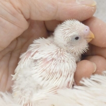 すり上げるお顔、見つめられると。。。セキセイインコ　ダブルファクター～～