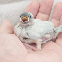 ちゃっちゃちゃっちゃぁ～♫♩　ヒナのさえずり～は今だけよー　シルバー文鳥～～