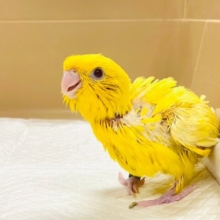 好奇心旺盛🌟輝くイエロー💓サザナミインコ（ルチノー）ヒナ