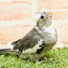 【最新画像更新☆☆】今期初入舎です！！　オカメインコ