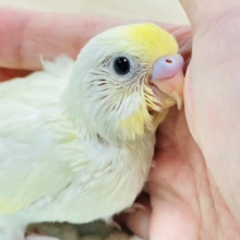 【最新画像更新🪄】柔らかいクリーム色が素敵♡セキセイインコ（クリーム）ヒナ