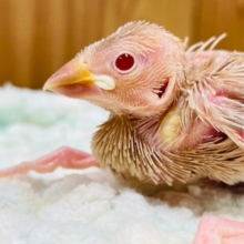成長が楽しみ💕シナモン文鳥　ヒナ