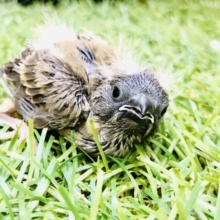 今回のキンちゃんは？？　キンカチョウ
