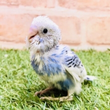 同じ模様はいないらしい？？　セキセイインコ