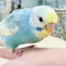 【最新画像更新🪄】優しいお顔に癒される🫶セキセイインコ（パステルレインボーパイド）ヒナ