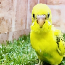 え！？人馴れ済みですか？？　セキセイインコ