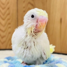 レアチーズケーキはいかが？♡セキセイインコ（クリーム）ヒナ