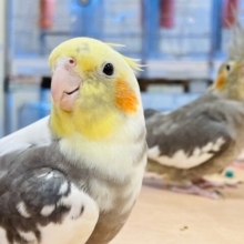 【最新画像更新🪄】甘えん坊になる予感🫧オカメインコ（パイド）