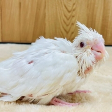 真っ白な体はまさに天使🪽オカメインコ（ピュアホワイト）ヒナ