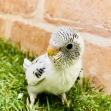 人気のホワイトカラーです！！　セキセイインコ