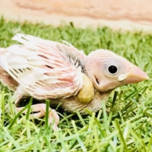 白衣の天使ちゃん♪♪　白文鳥