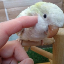 最新画像・動画あり！明るいグリーンが素敵すぎます🤩オキナインコのアクアブルーパリドイノ！！