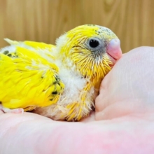 キラキラ輝いてるみたい✨セキセイインコ（ハルクイン）ヒナ