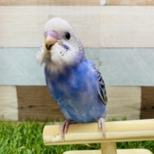 最新画像有ります⭐️ヒナヒナ感がたまらなく可愛いんですっ😍セキセイインコのオパーリン！！