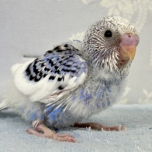 青空になびく🤭💙ྀི黒レース👗🎼セキセイインコ(パイド2024年8月生まれ)