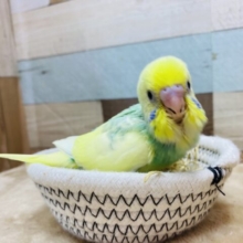 最新画像有ります❗️キラキラと輝く宝石箱や〜✨魅力たっぷりなセキセイインコ（パステルカラーレインボーパイド）🌈
