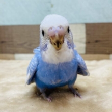 最新画像有ります🩵元気な姿でピロロロロ〜🎶セキセイインコのスパングル🩵