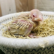 優しいシナモンカラーは人気者✨うぶうぶなシナモン文鳥🤎