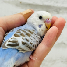 【最新画像更新🪄】すでに。。ｶｷｶｷの良さ、しってるっぽい☆　セキセイインコ　シナモンオパーリン～～