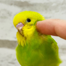【最新画像・動画更新🪄】元気いっぱいな菜の花☆　セキセイインコ　スパングル～～