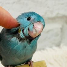【最新画像更新🪄】幸せを運ぶよ‪𓂃 𓈒𓏸🕊💙マメルリハ(ブルー)女の子