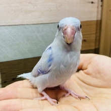 最新画像有ります❗️男の子のシルシ⭐️濃いブルーの素敵なマメルリハインコのアメリカンホワイト💙
