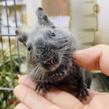 最新画像有ります❗️カキカキ大好きな元気っ子☆デグーのディープブルー！！