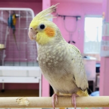 最新画像有ります⭐️ニコッとスマイルなキューティーちゃん💕オカメインコのシナモンパール！！