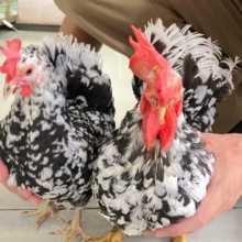 コッコッこんなにもっちもち🐔💕ゴイシチャボ(2023年5月生まれ)