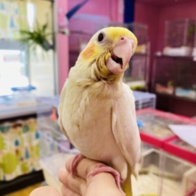 最新画像有ります❗️元気印の黄色い冠がステキですっ👑オカメインコのルチノー！！