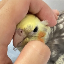 ✨️最新画像✨華やかパールたんですっ💐‪‪❤︎‬✨️オカメインコ(パール2024年5月生まれ)