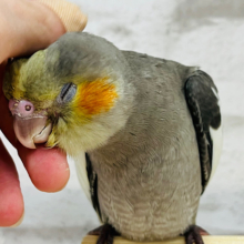 【最新画像更新🪄】おめめきらきら〜✨ミニミニ怪獣🦖オカメインコ(ノーマル) ヒナ