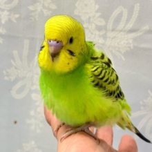 ✨最新画像✨ViViDカラーは無邪気なシルシ？！🥳🌼💚セキセイインコ (オパーリン) 2024年7月生まれ