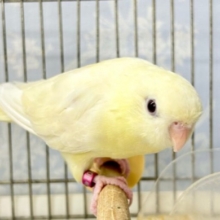 ゆる〜くまったりクリィミ〜🤭💛サザナミインコ(クリーム)  2022年11月生まれ