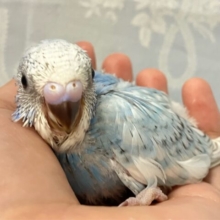 ひろがる秋空🩵ガッツで前進〜✨️=͟͟͞͞🏃‍♀️=͟͟͞͞セキセイインコ(ブルースパングル2024年9月生まれ)