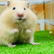 自慢の艶々ヘアー☆サテンハムスターちゃんだよ♡