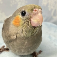 ✨最新画像✨グレーに秘めたみかんほっぺ〜🍊🫶⸒⸒オカメインコ(ノーマル2024年8月生まれ)