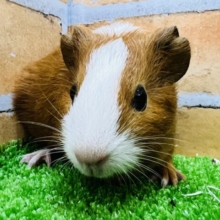 つやんつやん♪サラブレッドみたいなイングリッシュモルモットちゃん♡