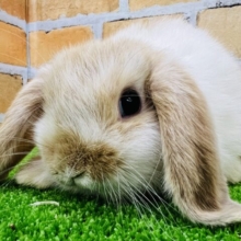 ぬいぐるみ級の可愛さ♡丸顔ホーランドロップイヤーラビット♡
