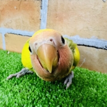 画像更新♪育ってきたよ♡どんなマダラかな？小桜インコ（タイガーチェリー）