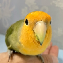 ✨️最新画像✨️みかんフェイスっ🍊⸒⸒コザクラインコ(2024年3月生まれ)