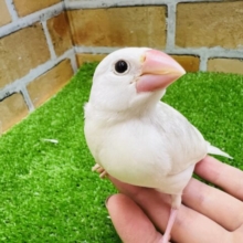 画像更新☆やって来てくれました✨白文鳥のヒナ入荷しました❤
