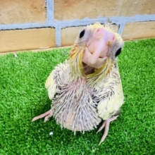 あざとすぎる♡キラキラを背負ってきたよ☆オカメインコ（シナモンパール）